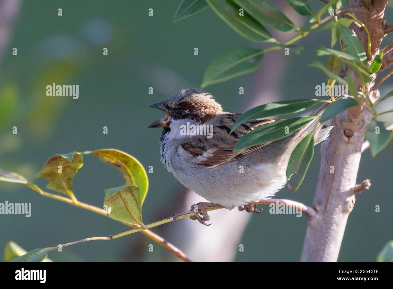 Male House Sparrow (Passer domesticus) singing from tree, Breede River ...