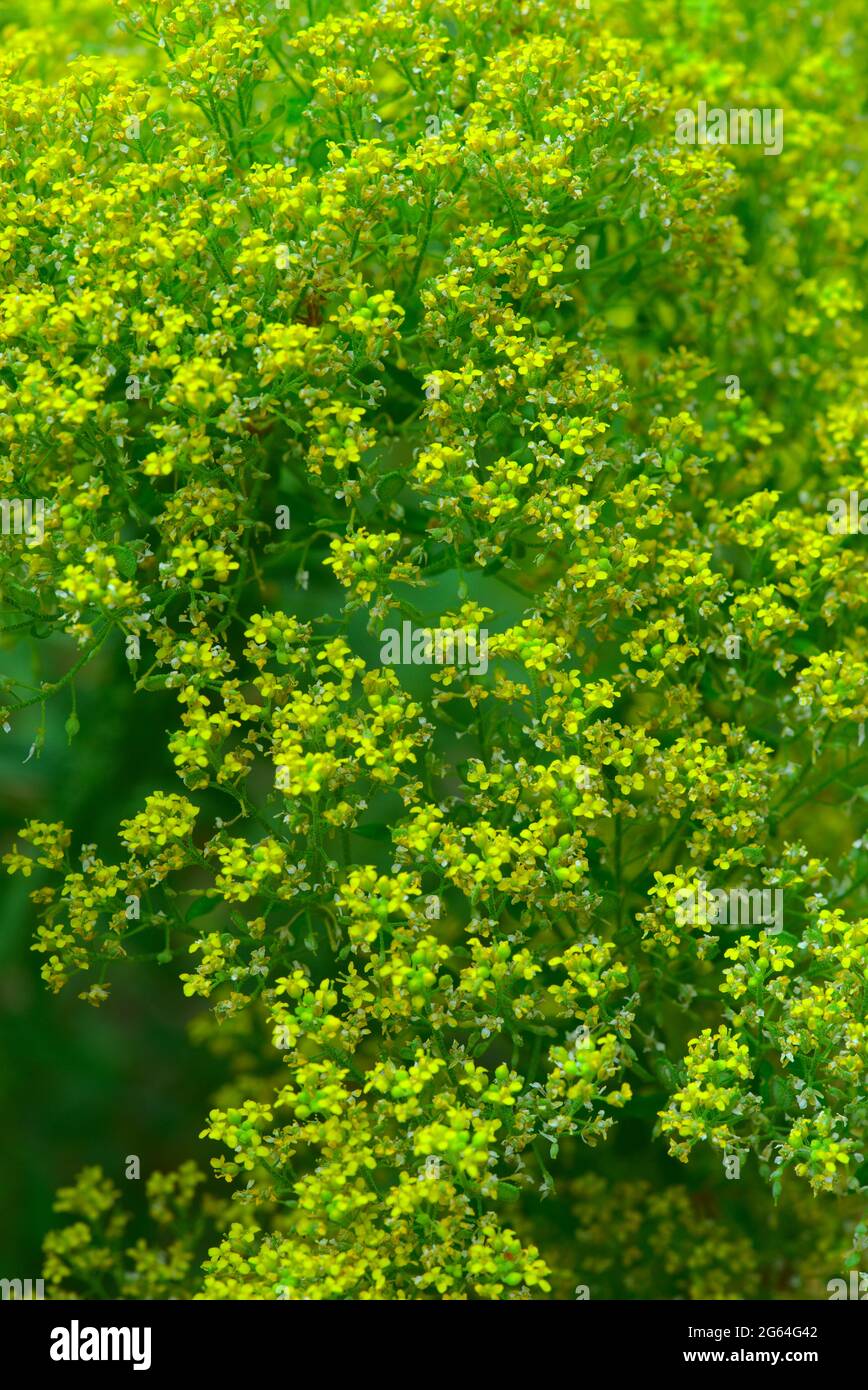 Yellow alyssum hi-res stock photography and images - Alamy