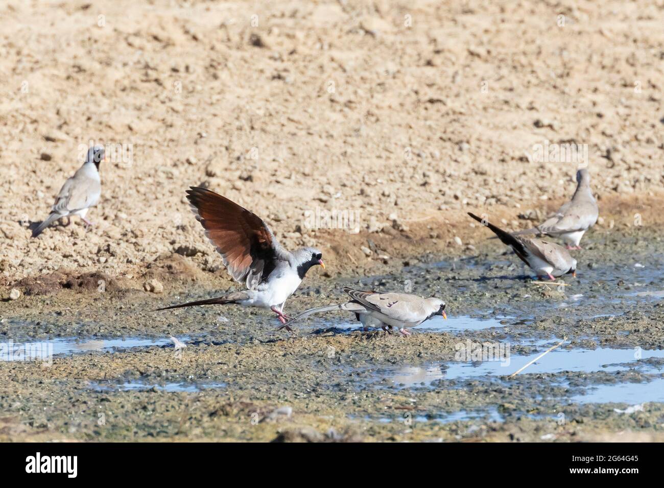 Male Namaqua Dove (Oena capensis) landing at waterhole, Kglagadi Transfrontier Park, Kalahari, Northern Cape,  South Africa Stock Photo