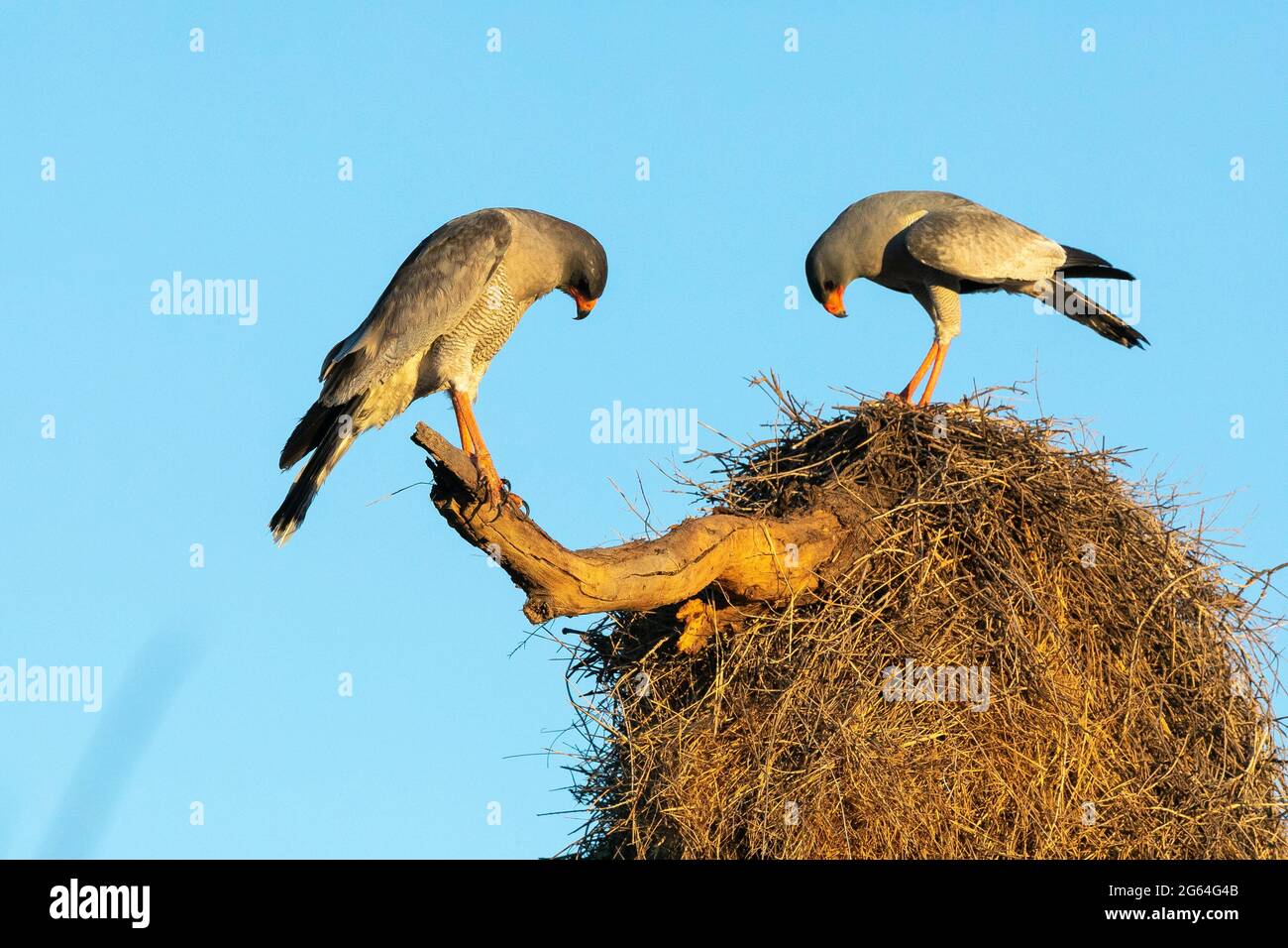 Socialable weaver hi-res stock photography and images - Alamy