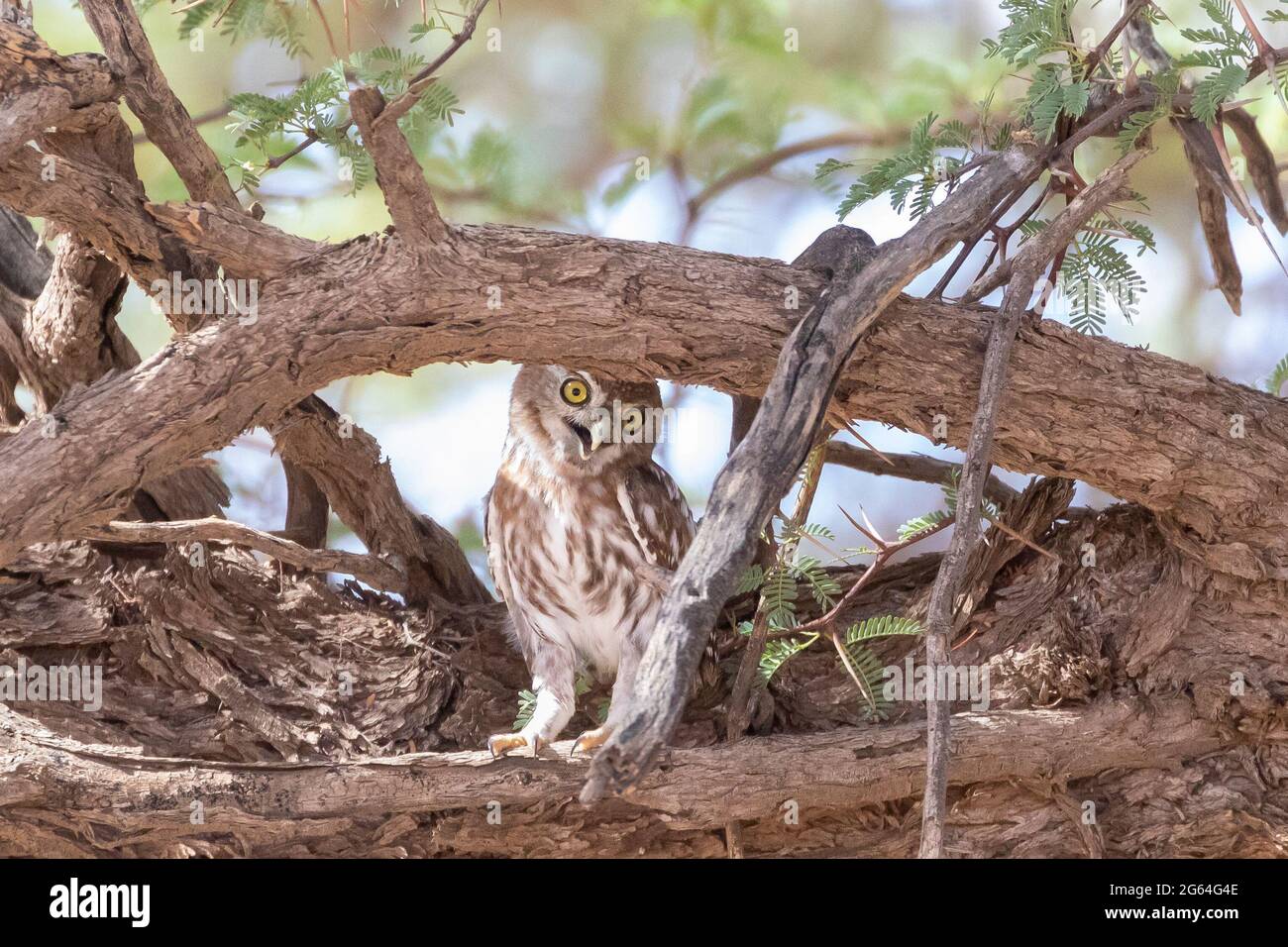 Pearl-spotted Owlet  Glaucidium  perlatum)  perched in Camel Thorn Tree,  Northern Cape, South Africa. Stock Photo