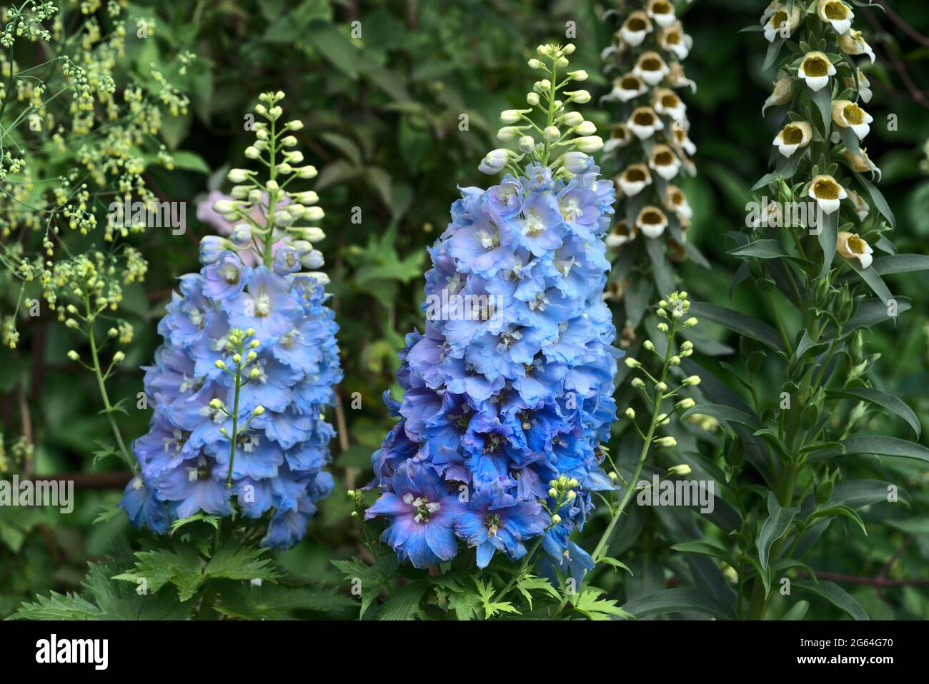 Cluster of blue larkspur flowers (delphinium, consolida) Stock Photo