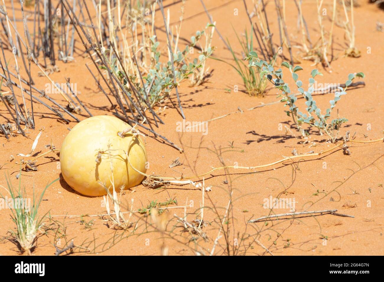 Namib Tsamma, Tsamma Melon (Citrullus ecirrhosus)  rich in moisture and minerals attached to the vine on red Kalahari soil Stock Photo
