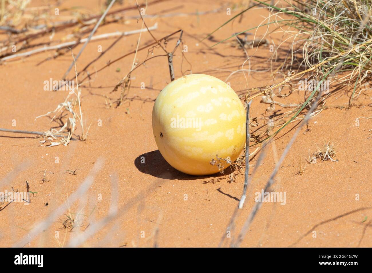 Namib Tsamma, Tsamma Melon (Citrullus ecirrhosus)  rich in moisture and minerals attached to the vine on red Kalahari soil Stock Photo