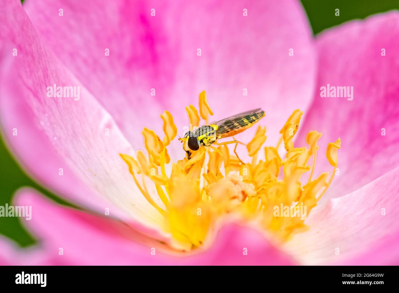 Hoverfly, Sphaerophoria scripta, insect eating pollen on a rose Stock Photo