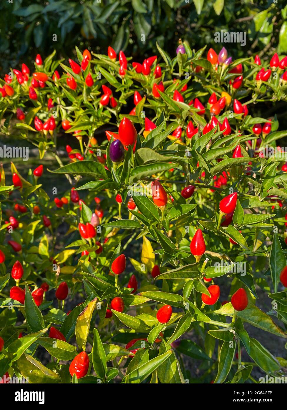 Chilli tree hi-res stock photography and images - Alamy