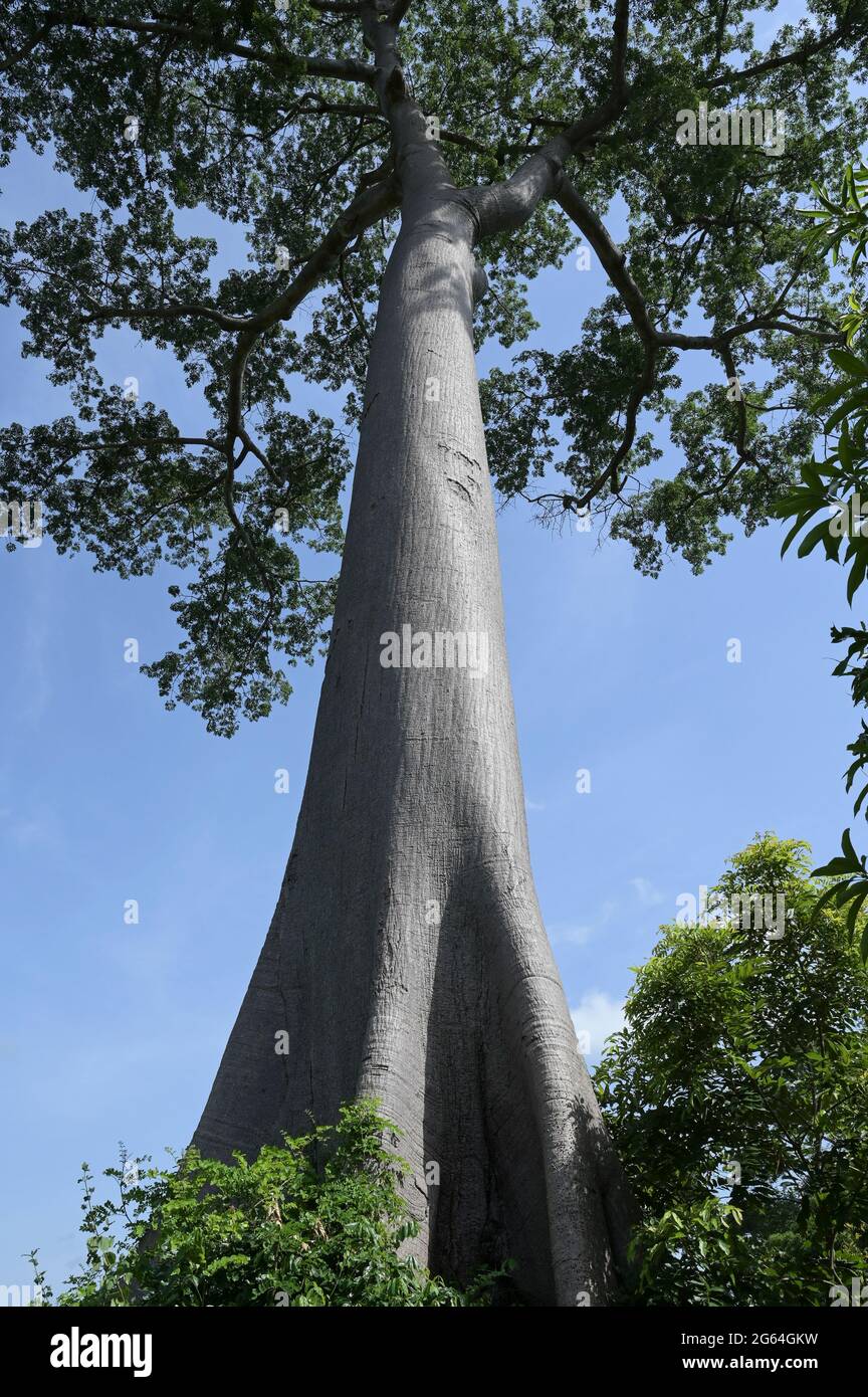 IVORY COAST, Yamoussoukro, deforestation for new plantations like cocoa,  oil palms, rubber farms, timber trade, the last tree a Fromager tree or  cotton silk tree / ELFENBEINKUESTE, Yamoussoukro, Abholzung für Plantagen  und