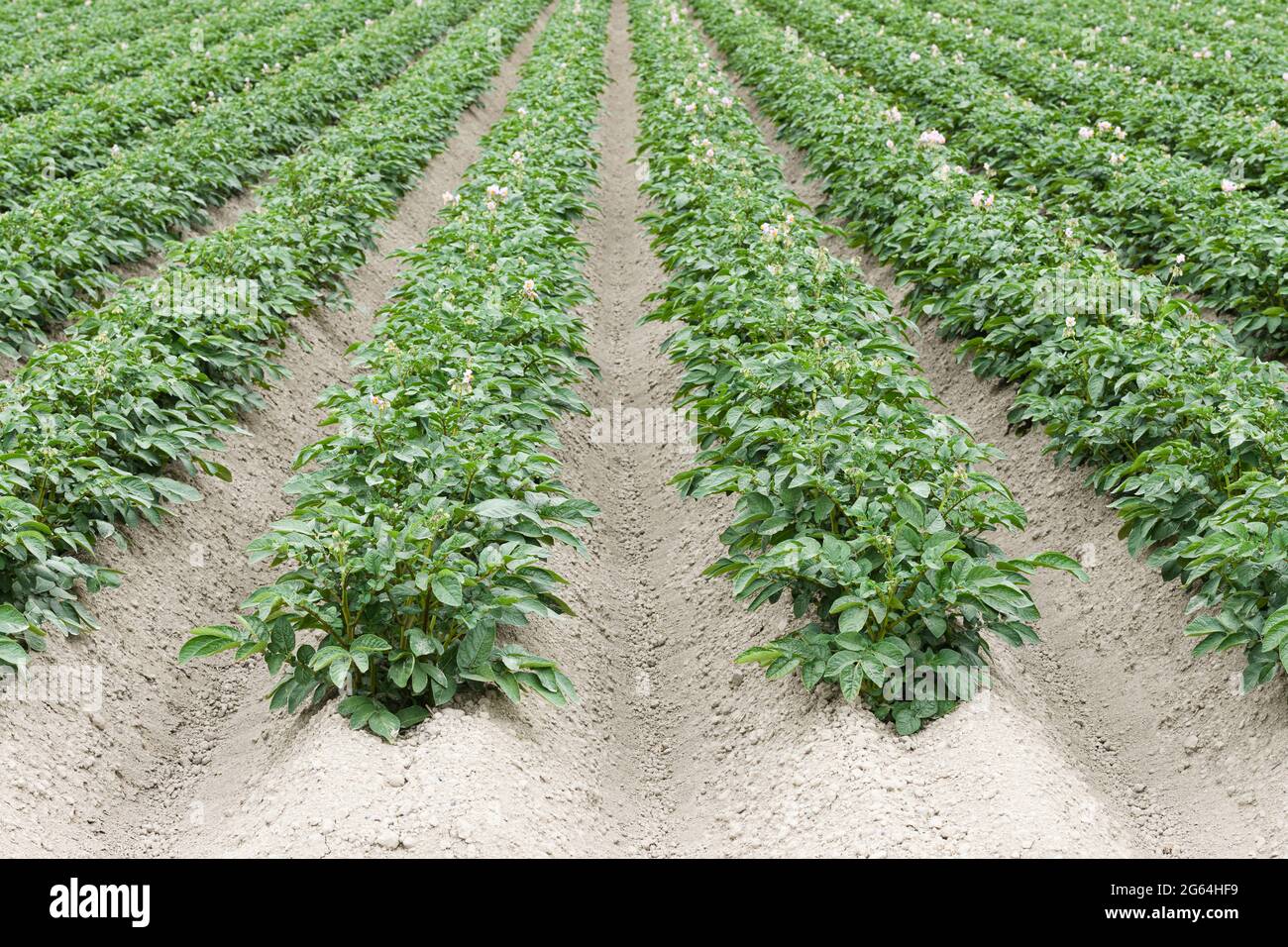 Commercial potato plants growing in the Skagit Valley of Washington