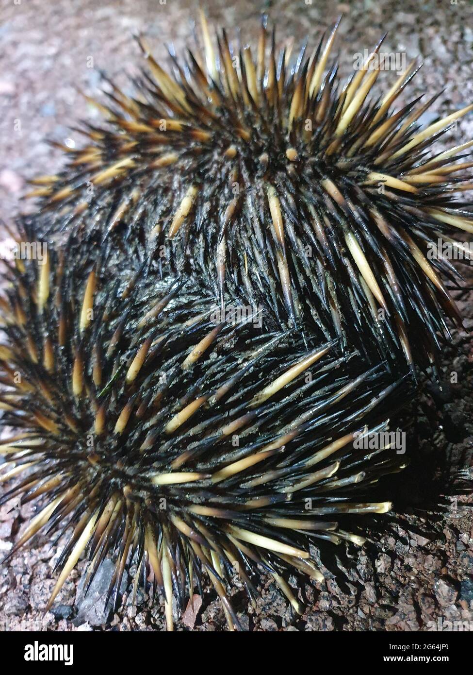 Portrait of hiding Echidna (Tachyglossus aculeatus) with spikes Litchfield National Park, Northern Territory, Australia. Stock Photo