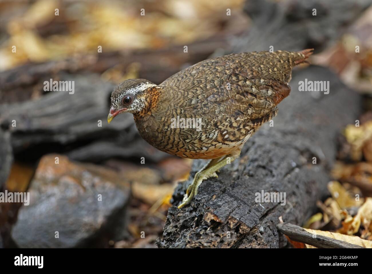 Green-legged Partridge (Arborophila chloropus) adult standing on rotten log Kaeng Krachan, Thailand               February Stock Photo
