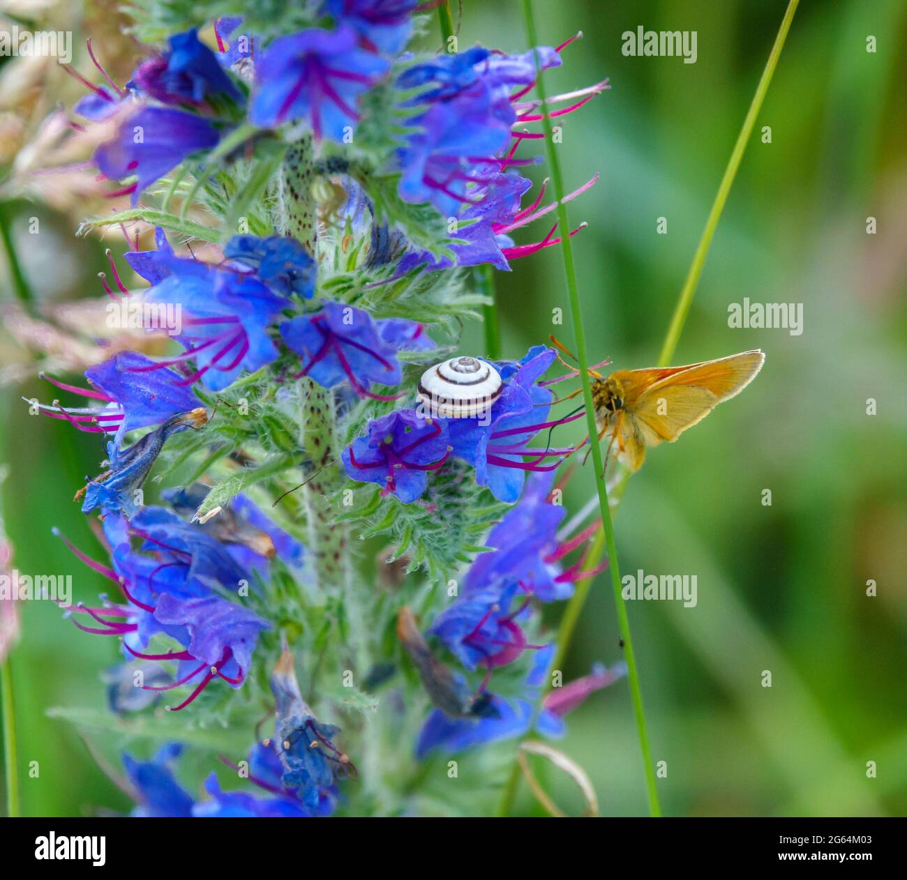 an essex skipper butterfly (Thymelicus lineola) feeding on the flowers of a beautiful viper's-bugloss (Echium vulgare) Stock Photo