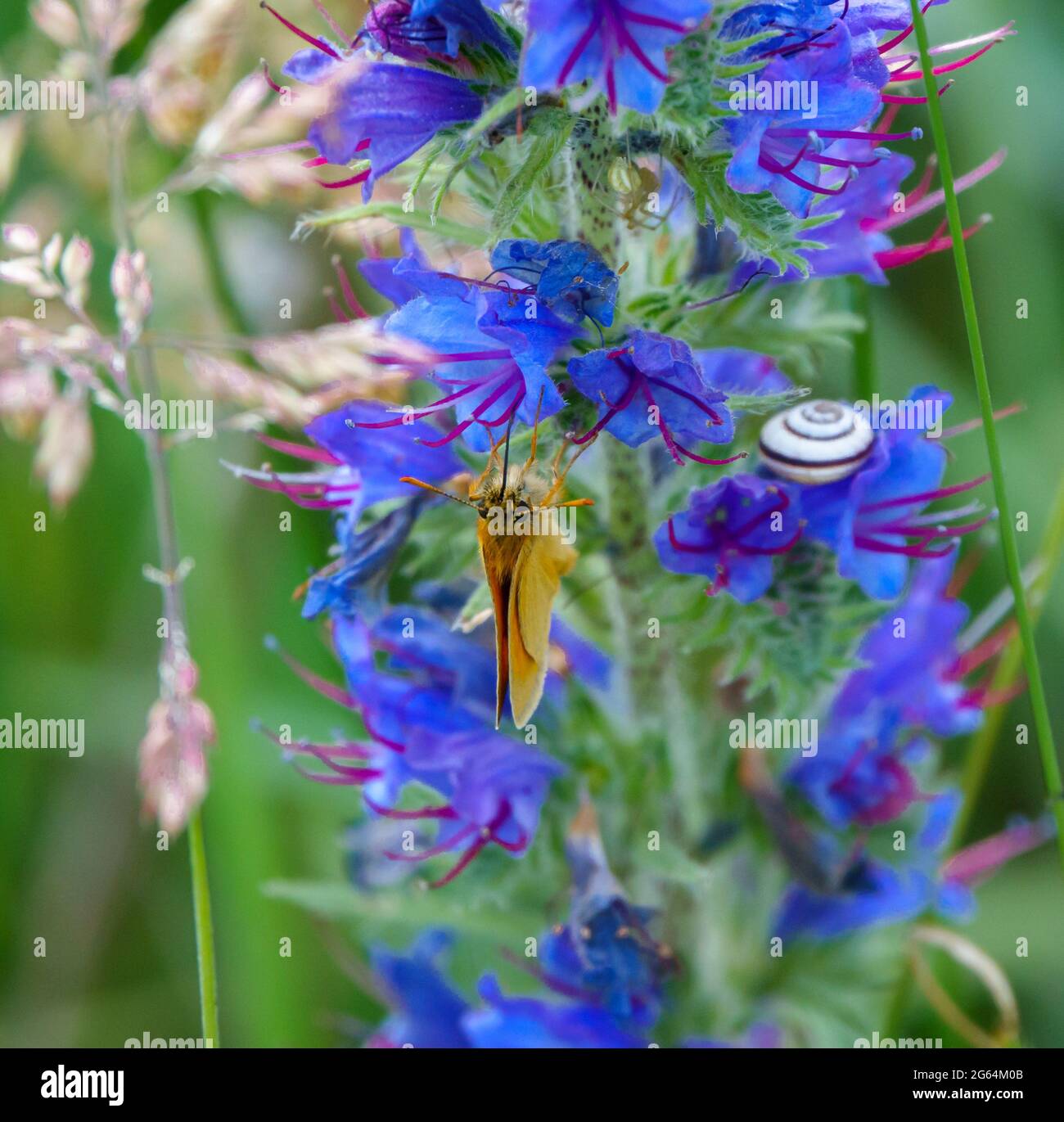 an essex skipper butterfly (Thymelicus lineola) feeding on the flowers of a beautiful viper's-bugloss (Echium vulgare) Stock Photo