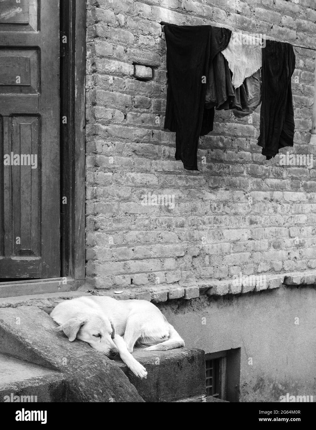 Yellow labrador retriever resting on a porch of a brick building with clothing hanging on a line on the building, in black and white. Stock Photo
