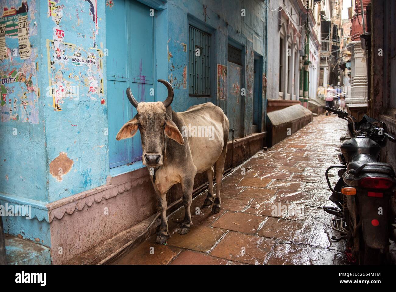 A large, sacred cow standing in an alleyway in Varanasi, India. Stock Photo
