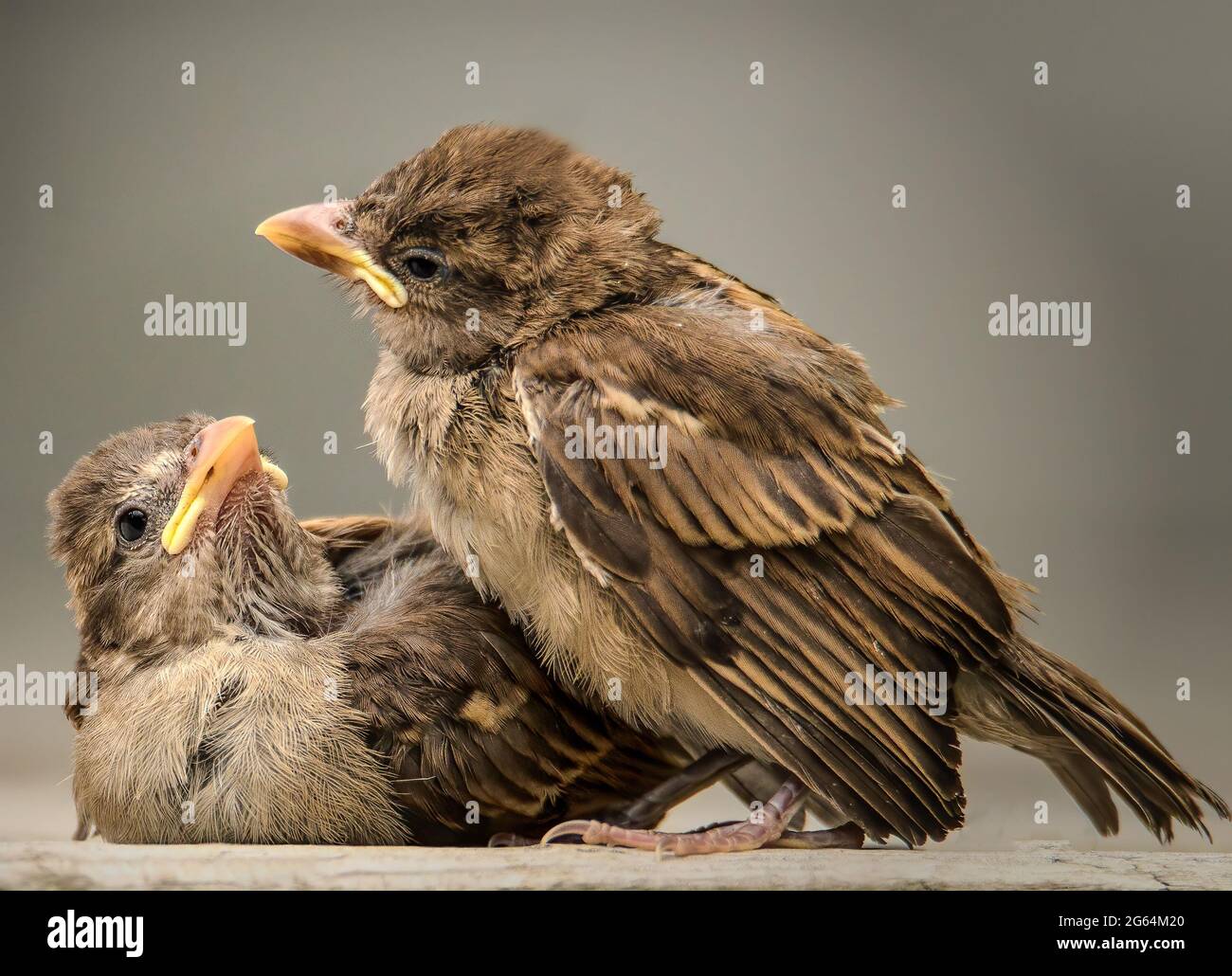Closeup of two young finch birds outdoors, humorously looking at each other. Stock Photo
