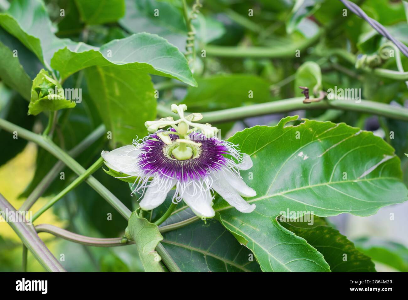 Passiflora edulis, pollinated passion fruit flower, in cultivation surrounded by green leaves Stock Photo