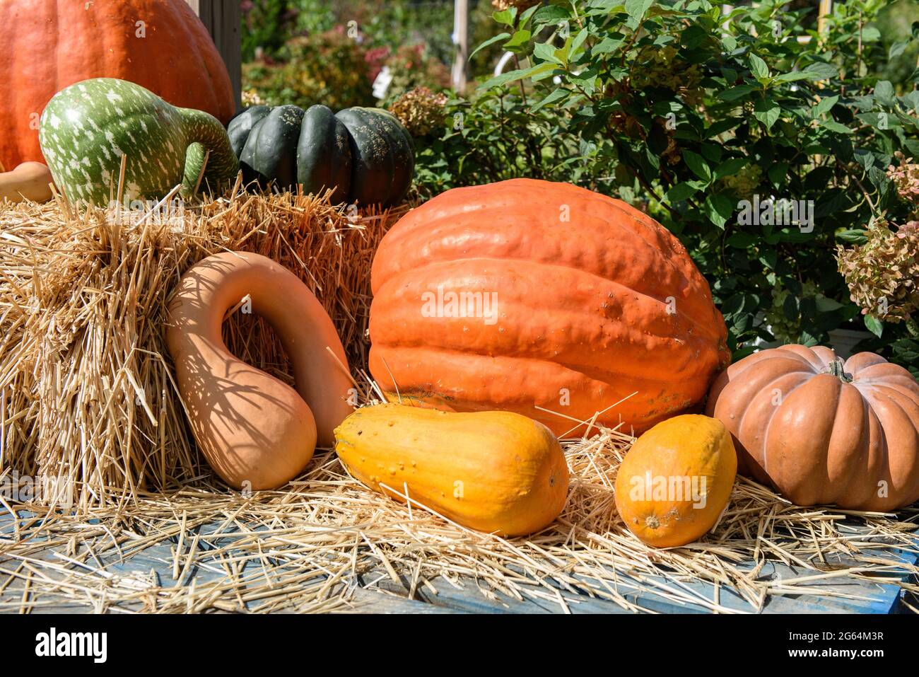 Pumpkins and squash with a bale of hay and greenery at a local farmers market. Stock Photo
