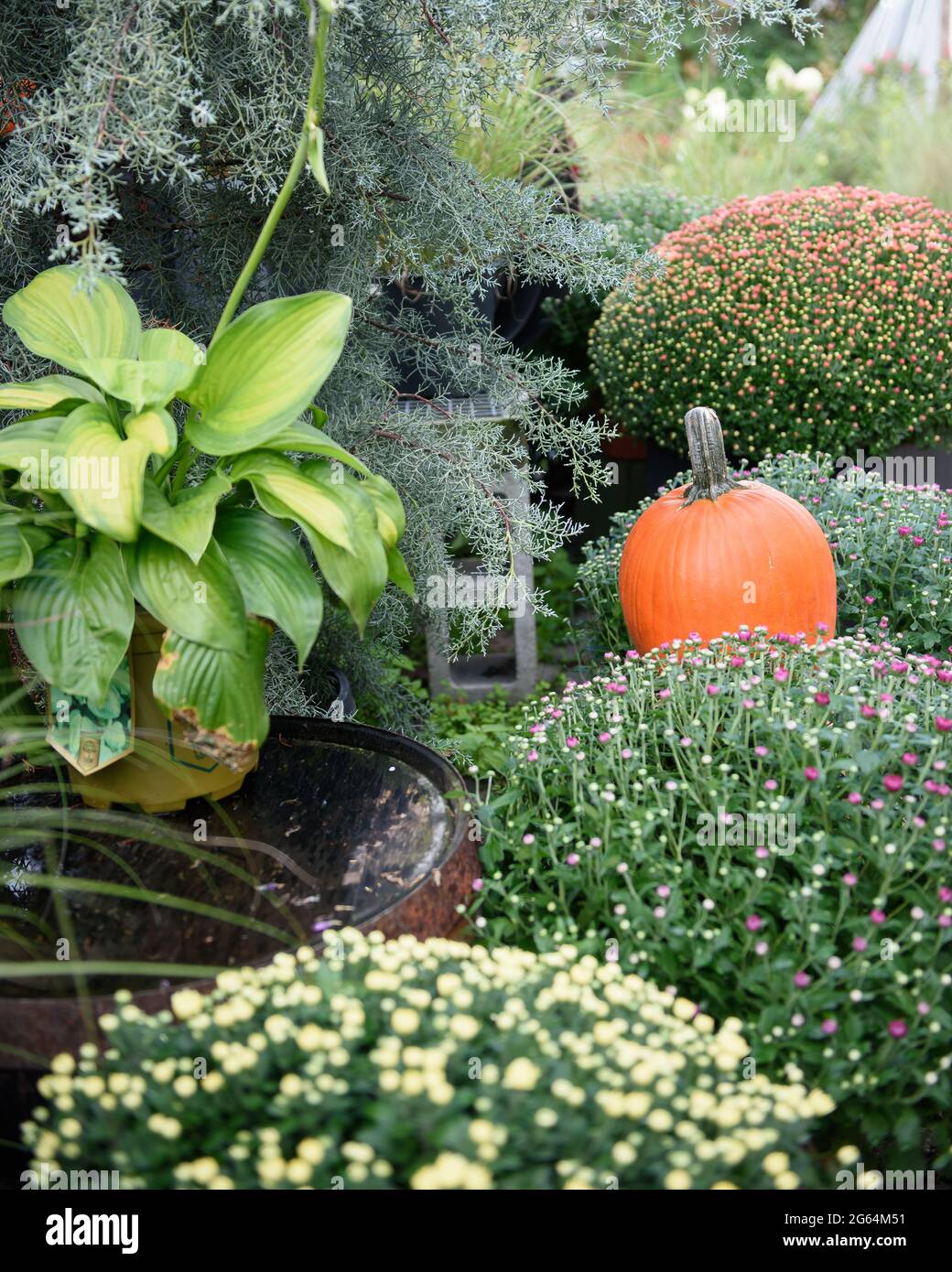 One vibrantly colored, orange pumpkin set among flowers and shrubs in a farmers market. Stock Photo