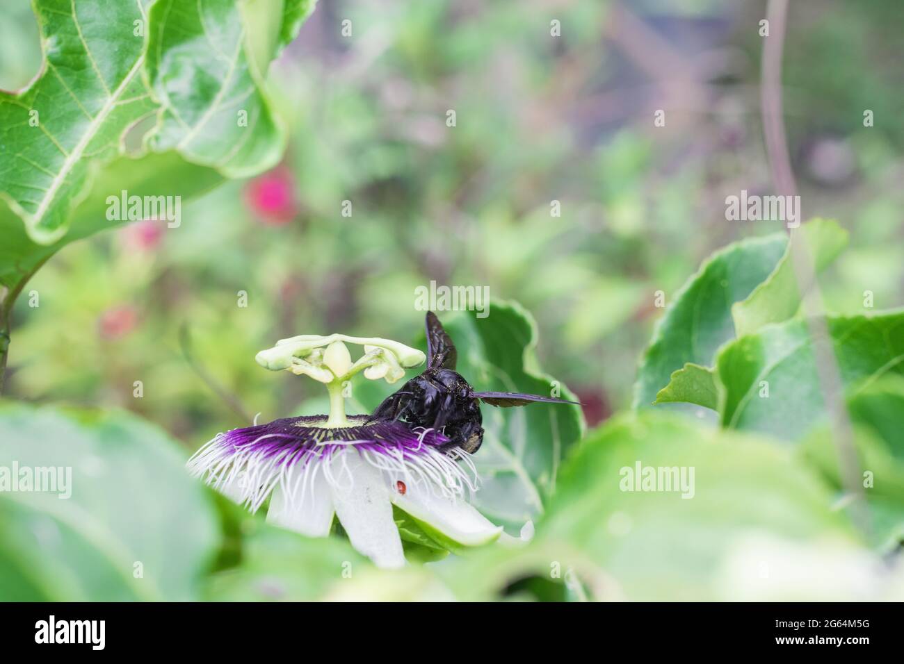 black bumblebee pollinating, bombus atratus, pauloensis, black manganga