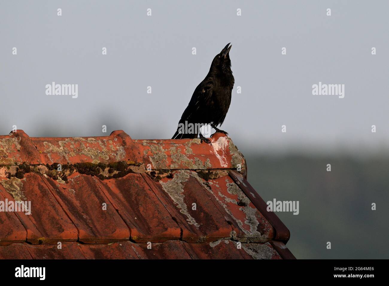 Carrian Crow on the roof; Aaskrähe auf dem Dach Stock Photo