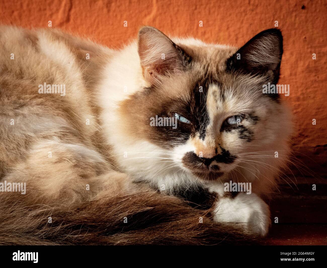 Agouti fur colour cat Stock Photo