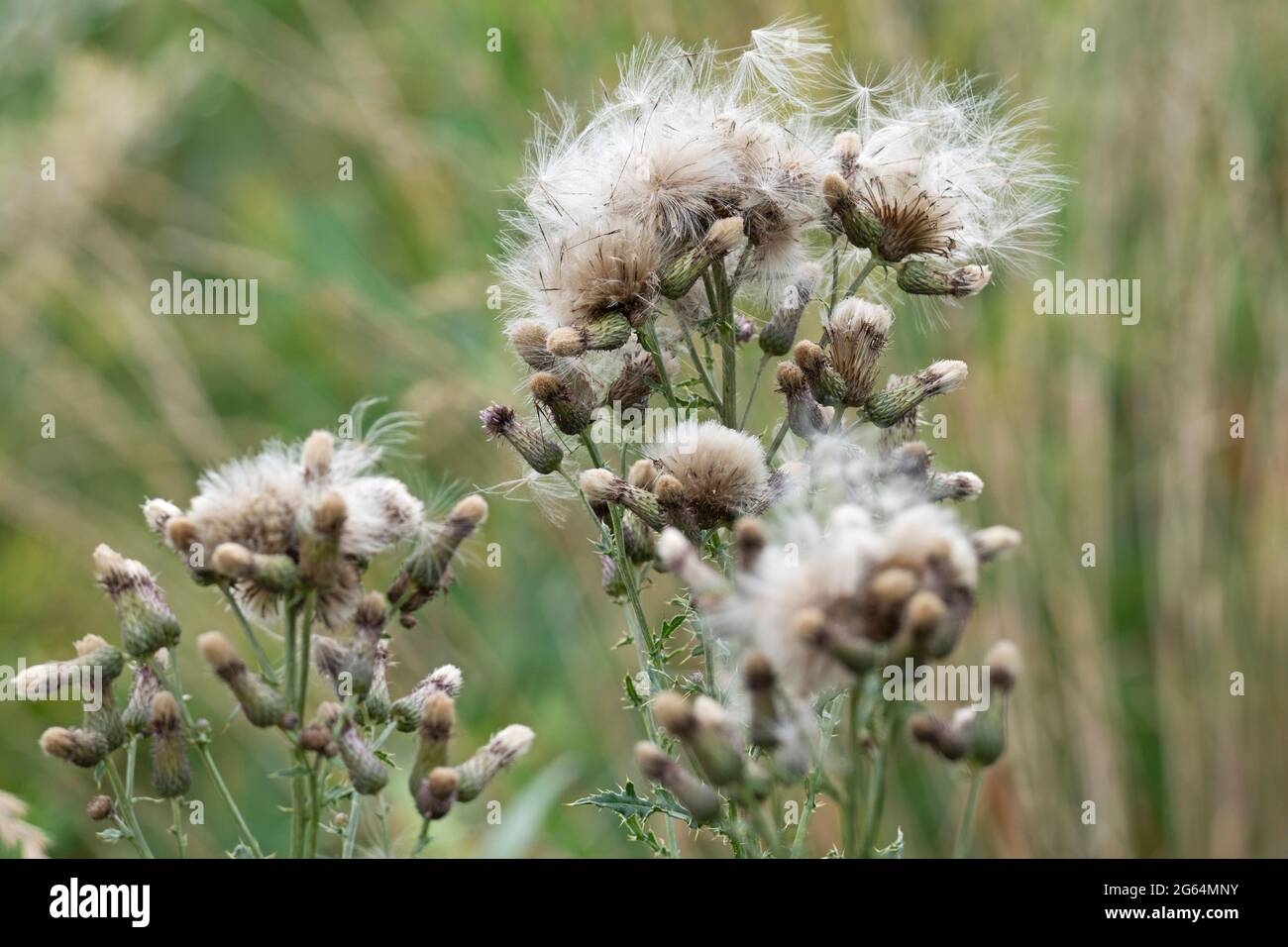 Cirsium arvense, Creeping Thistle, Canada Thistle, Field Thistle Stock Photo