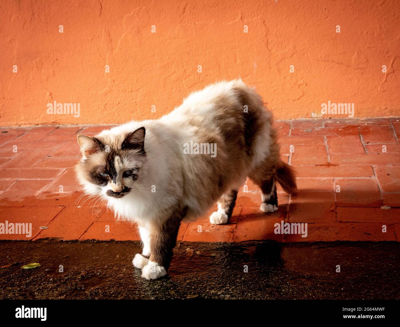Agouti fur colour cat Stock Photo