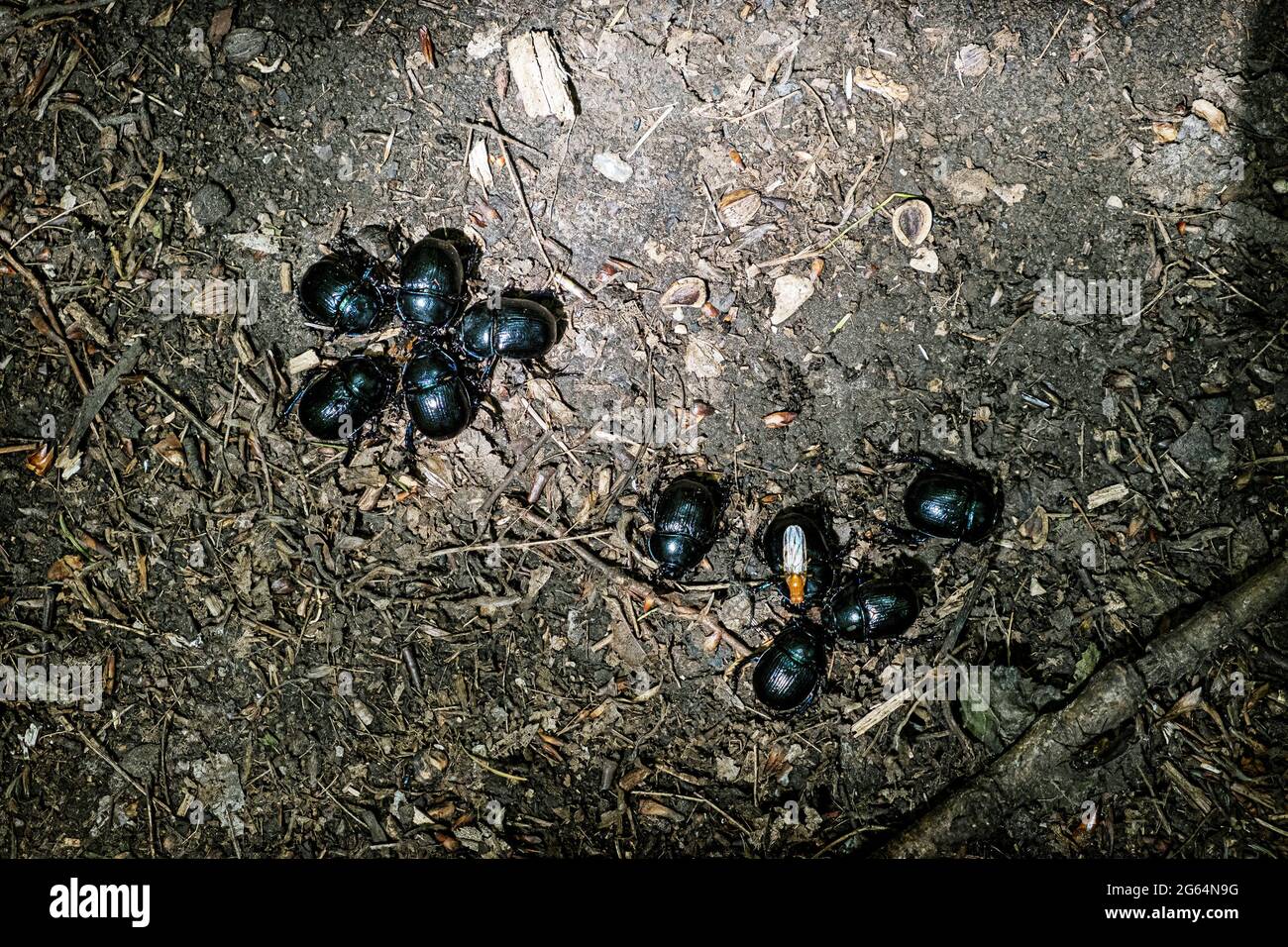 Group of Scarabaeus beetles on the ground. Beauty in nature. Stock Photo