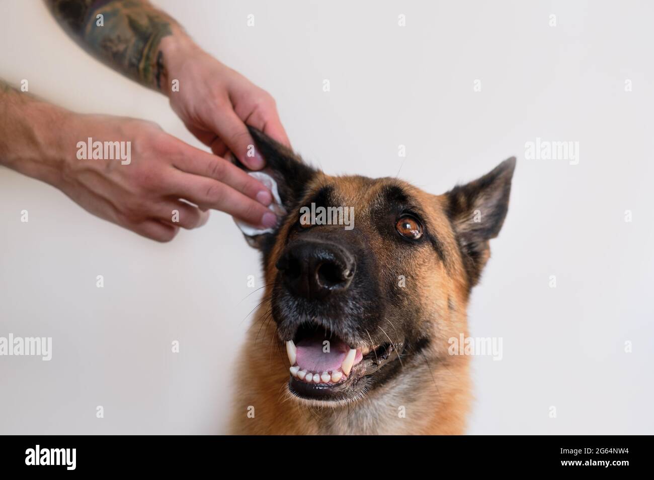 how do you clean german shepherds ears