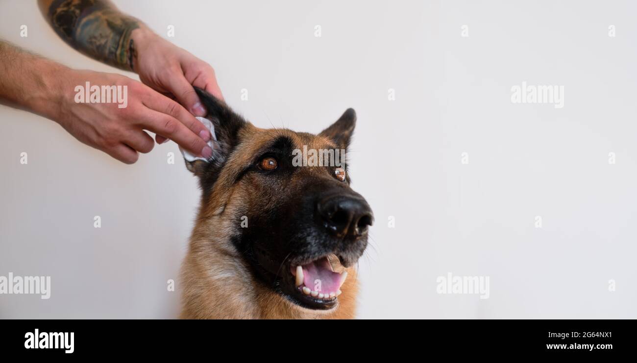 how do you clean german shepherds ears