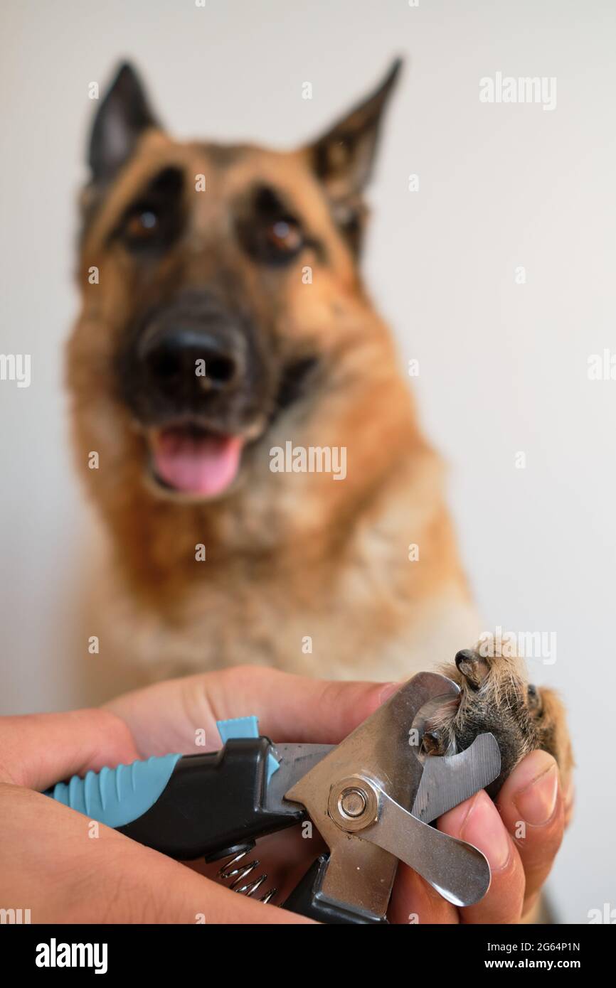 Man cuts dogs claws with special scissors and forceps at home. Owners