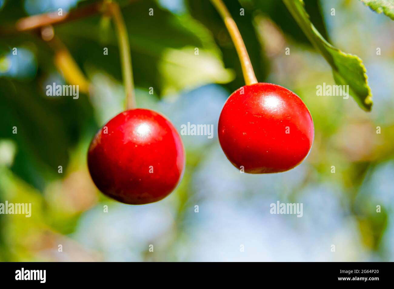 Red rich cherries on a branch. Very tasty and ripe. The variety of ...