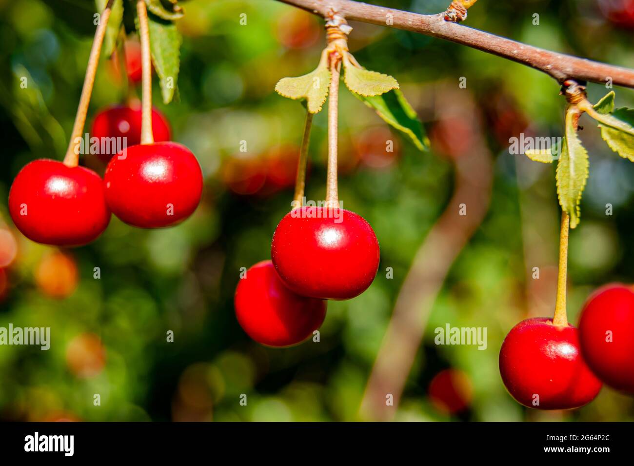 Red rich cherries on a branch. Very tasty and ripe. The variety of ...