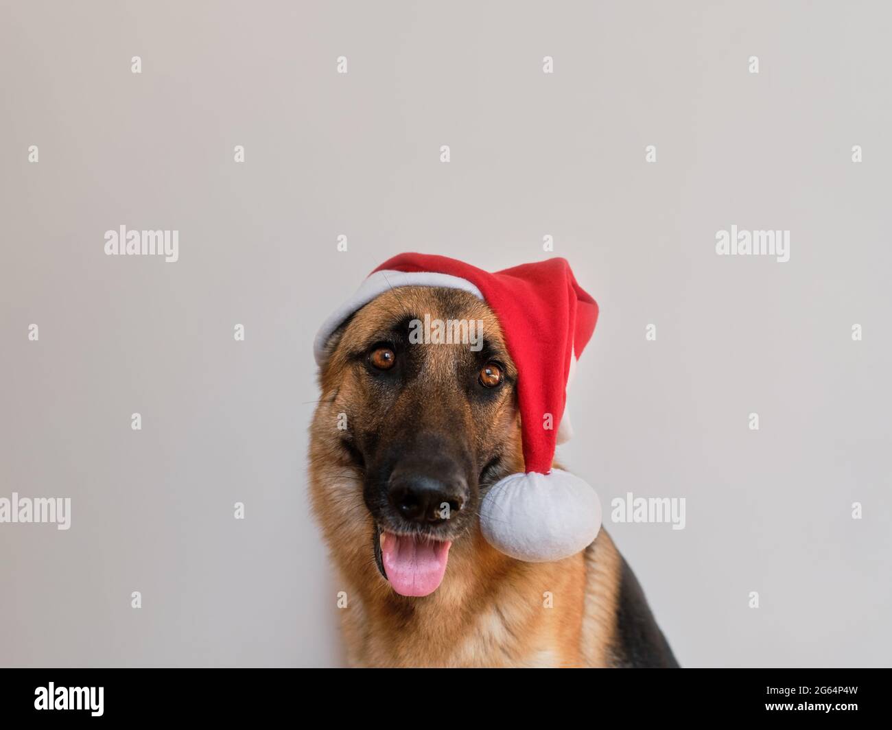 hats for german shepherds