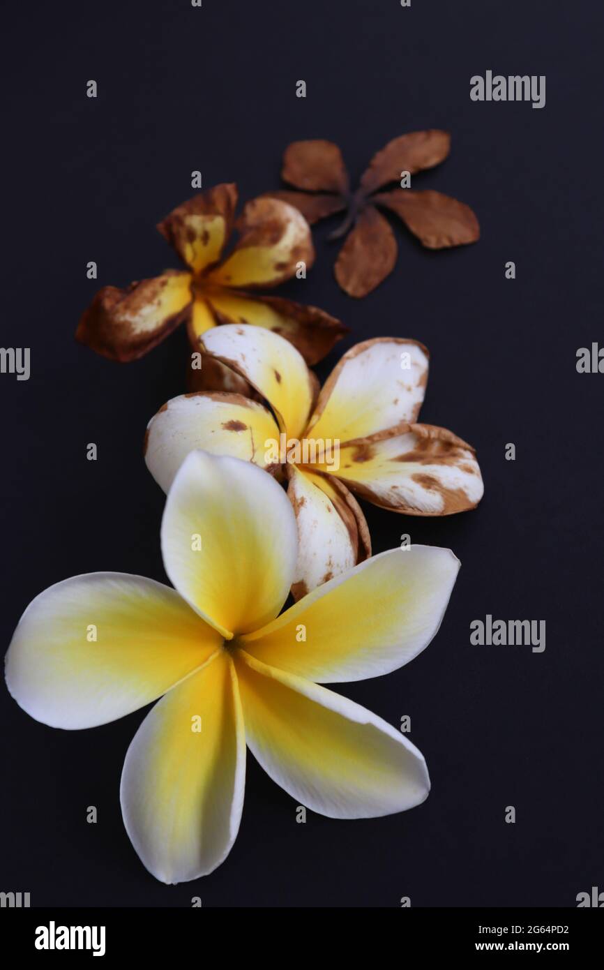 Tropical flower from blossom till death. Wilted flower Stock Photo Alamy