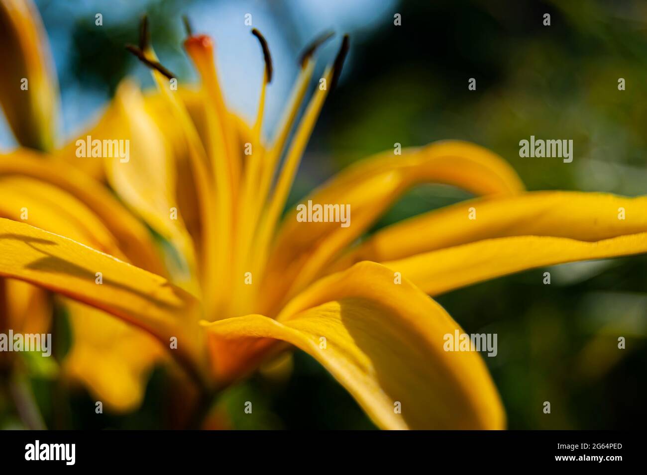 Beautiful and bright yellow lily. Sets the summer mood. A bright flower. Natural beauty. Stock Photo