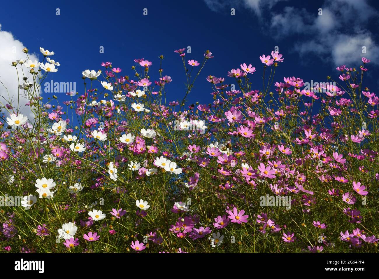 Cosmos flowers bloom in the autumn creating beautiful scenery Stock