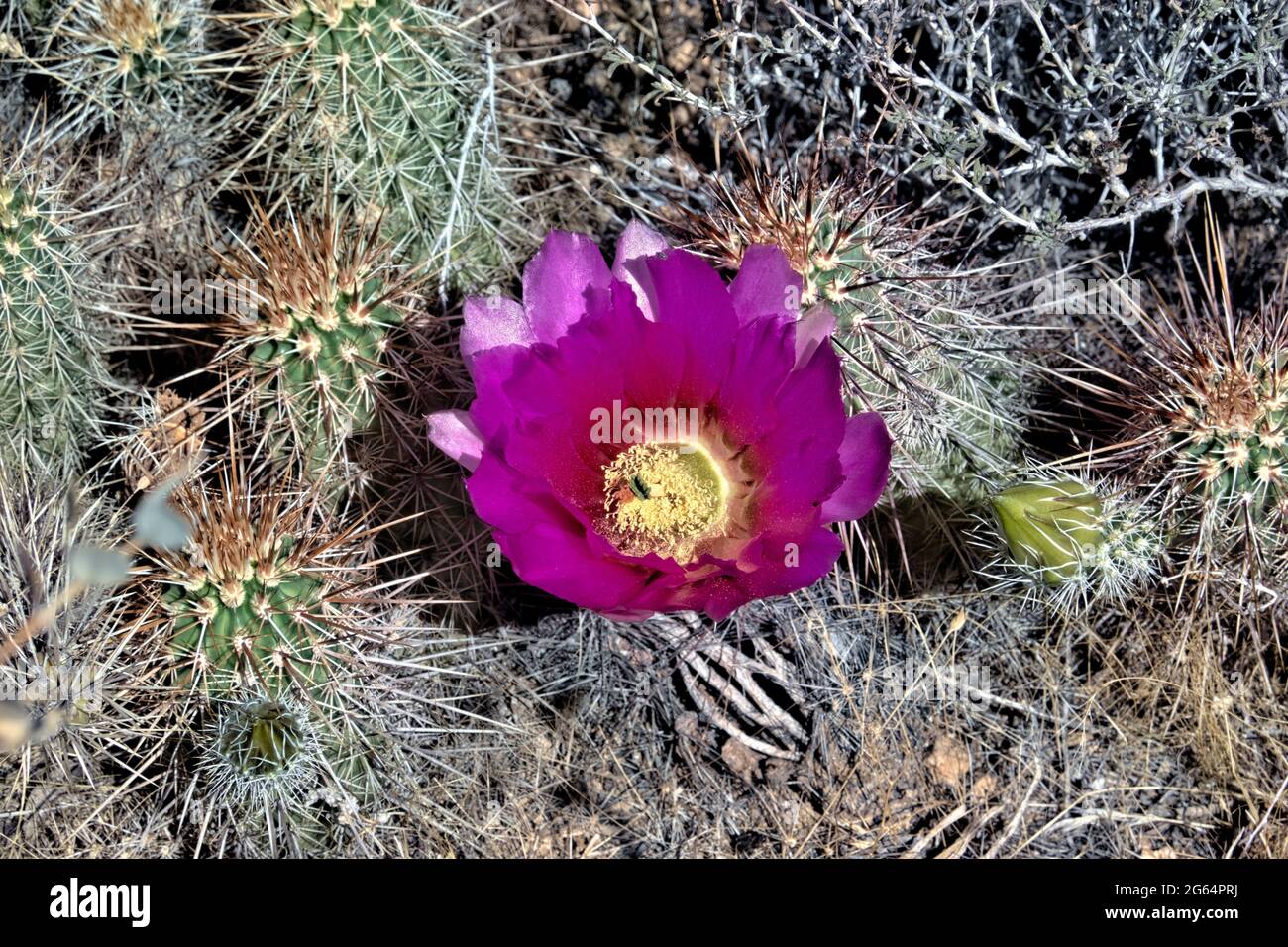 Engelmann's hedgehog cactus flower (Echinocereus engelmannii) along the Arizona Trail, Arizona, U.S.A Stock Photo