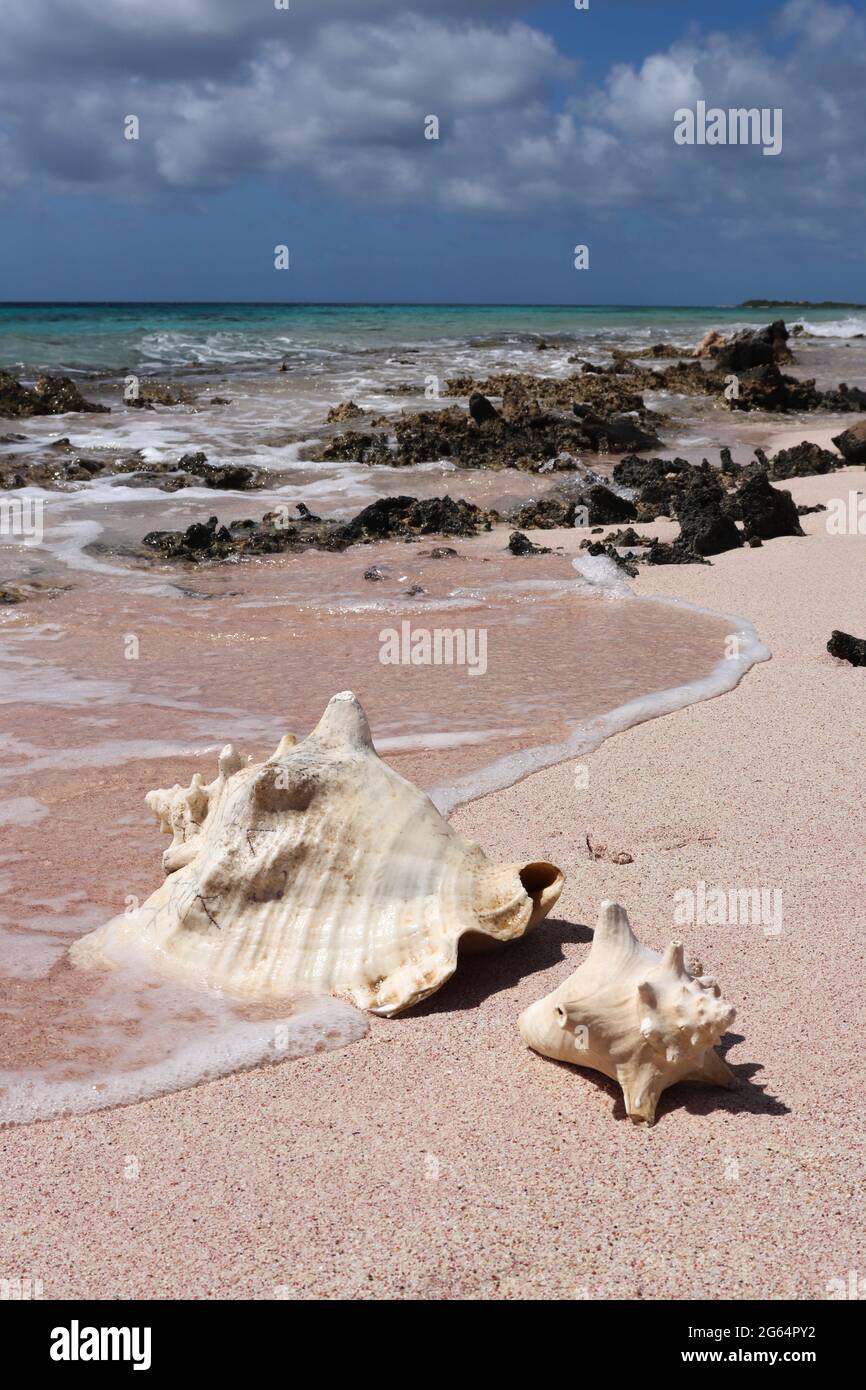 Two big seashells on the beach close to water. Stock Photo