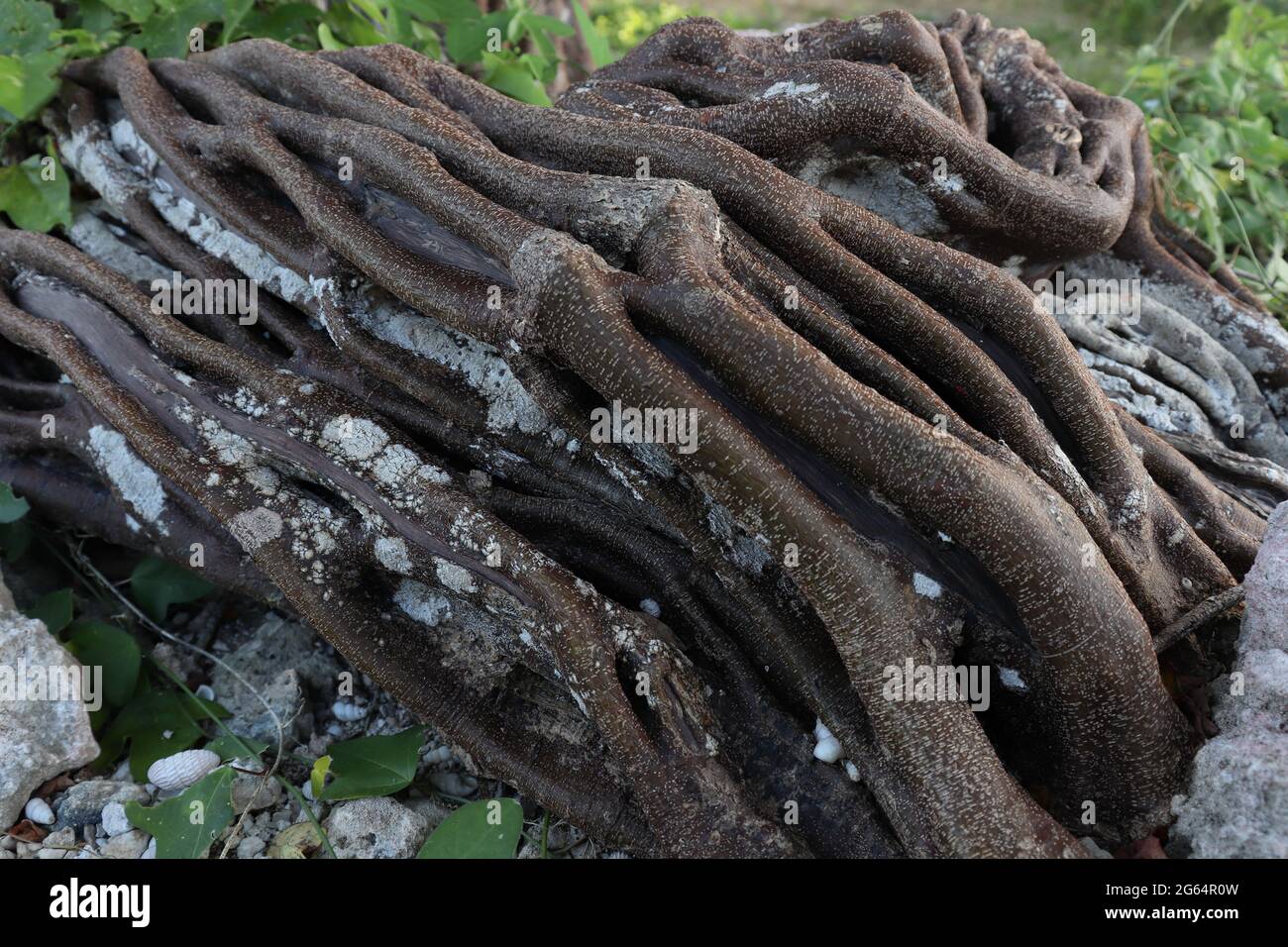 Large roots of tree with stone. Tropical tree. Stock Photo