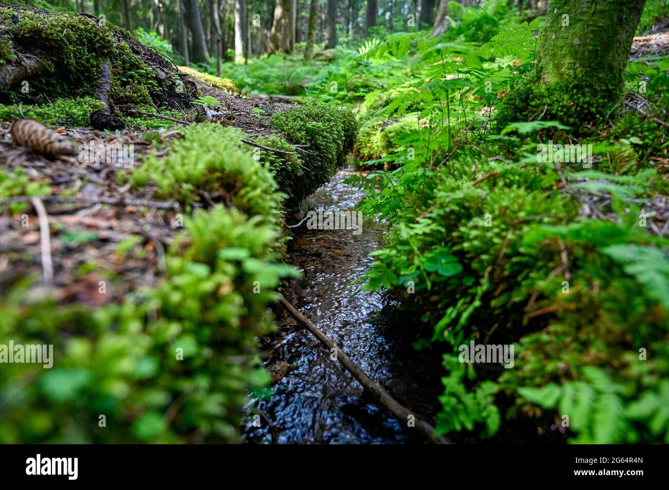 small stream of water through green forest Stock Photo Alamy