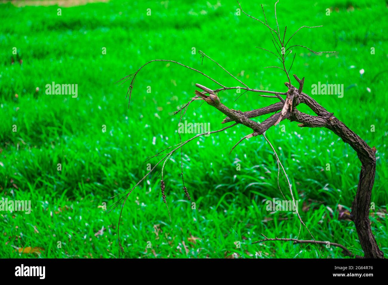 A dead tree in green nature. I captured this image on August 11, 2018