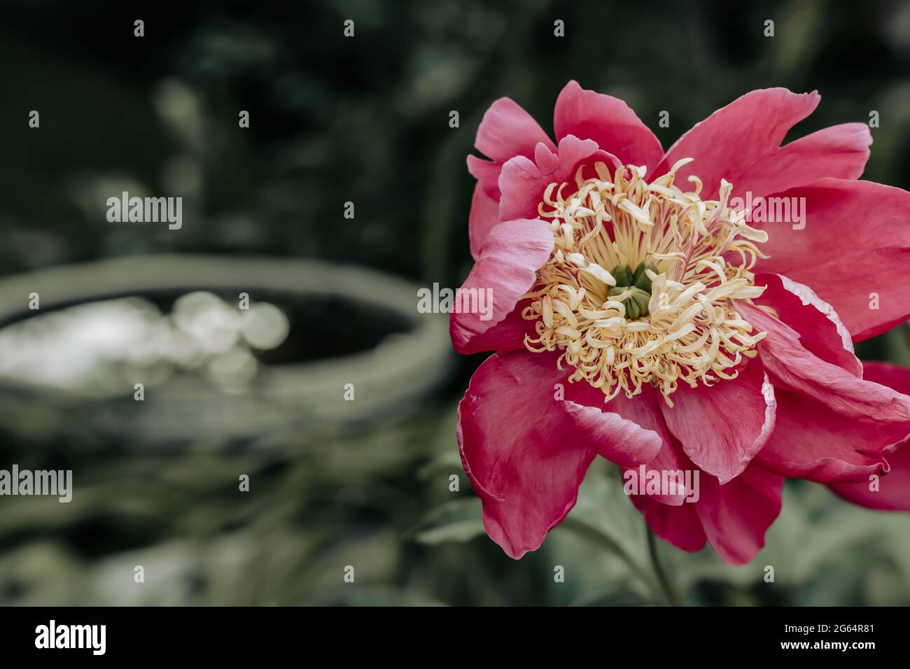 Closeup of pink peony flower that is color accented against a darkened bokeh background. Vintage look. Copy space. Stock Photo