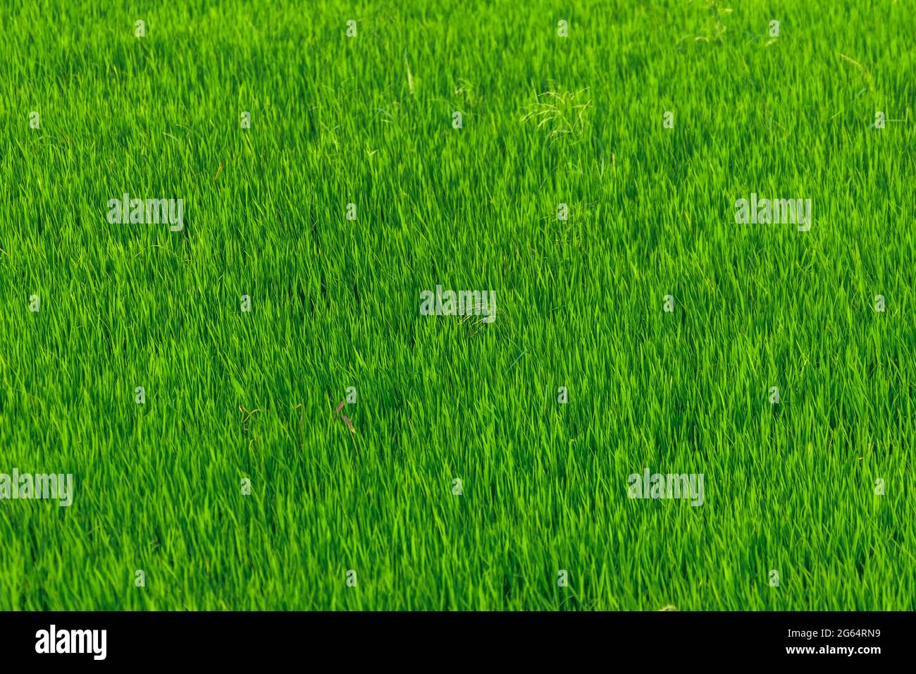 Closeup of green rice field background against the wind Stock Photo