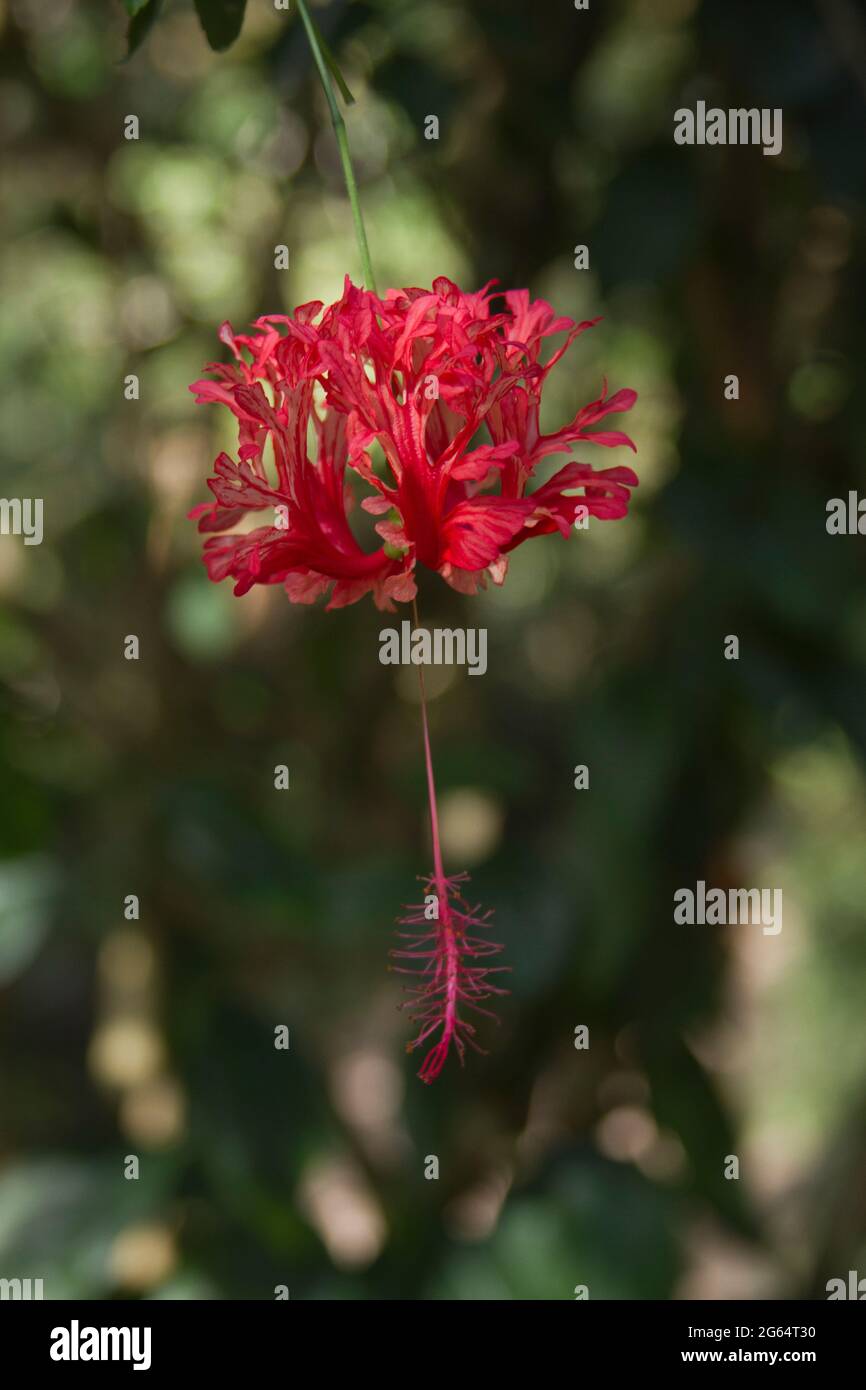 A close up of a Fringed Rosemallow, Hibiscus schizopetalus. Stock Photo