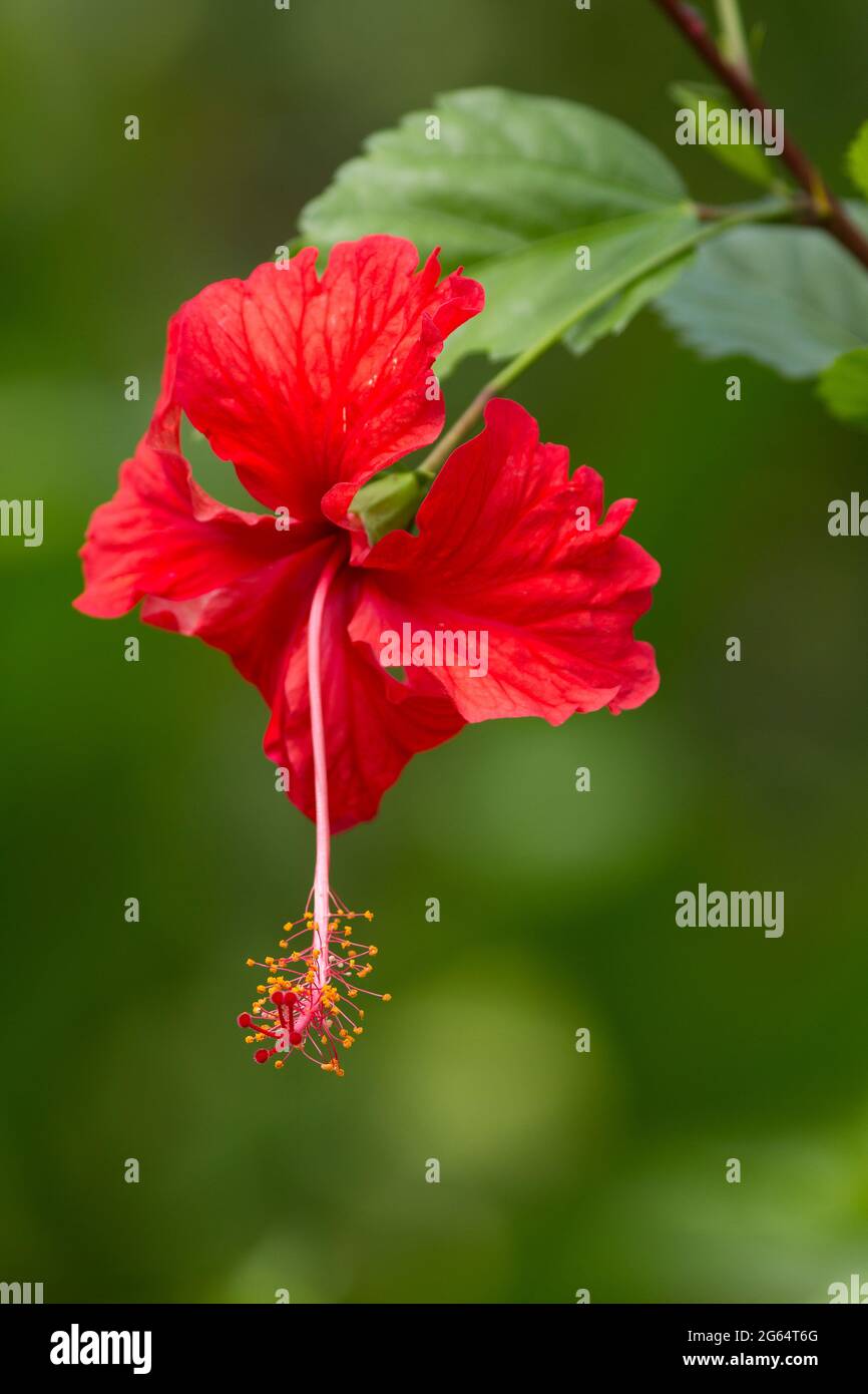A close up of a hibiscus flower, Hibiscus rosa-sinensis. Stock Photo