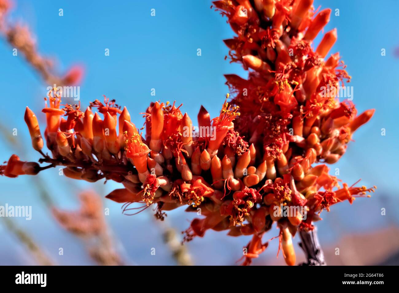 Ocotillo cactus flowers (Fouquieria splendens) along the Arizona Trail