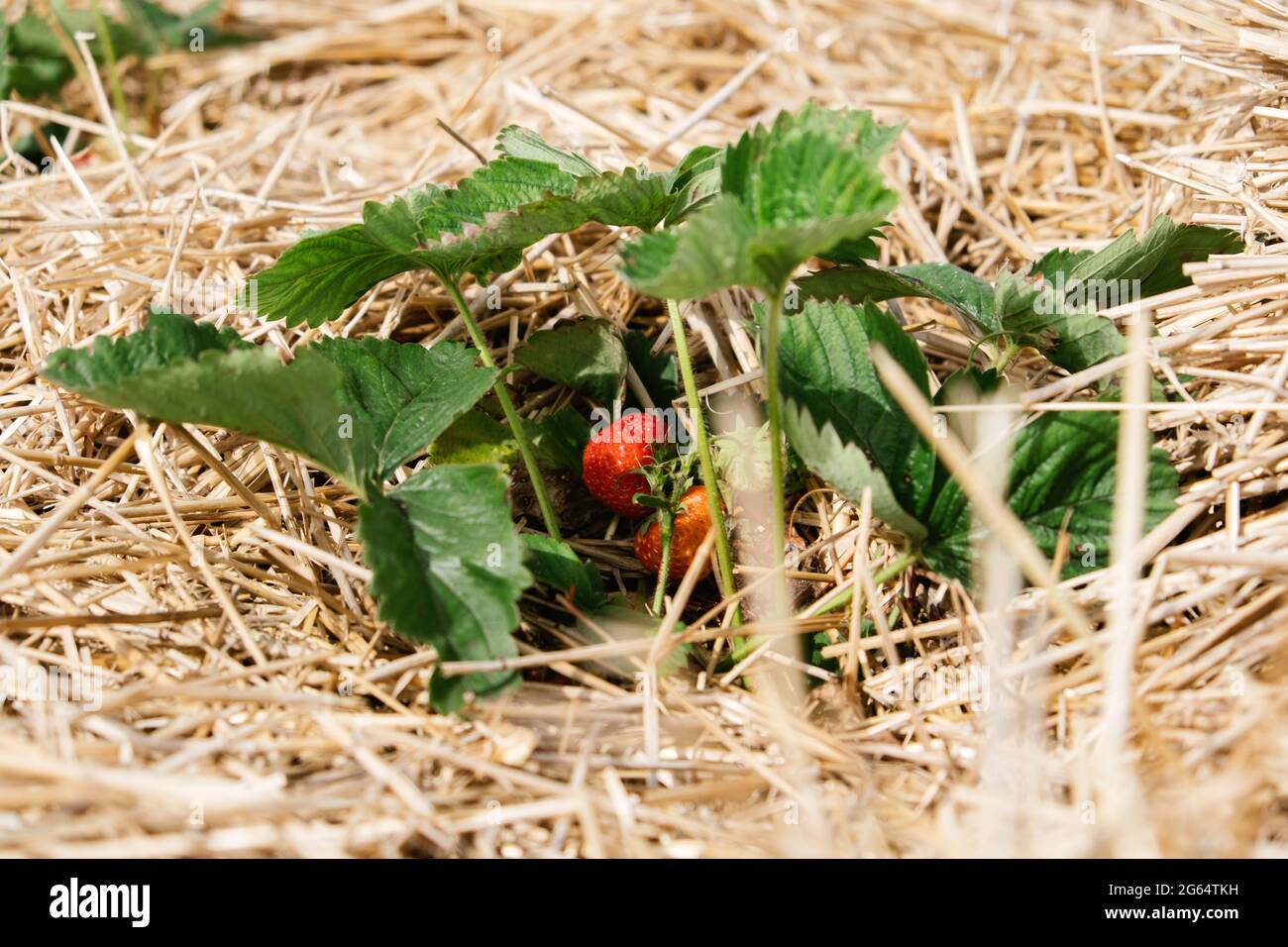 Growing Strawberries, use Straw to protect the fruit. Straw around