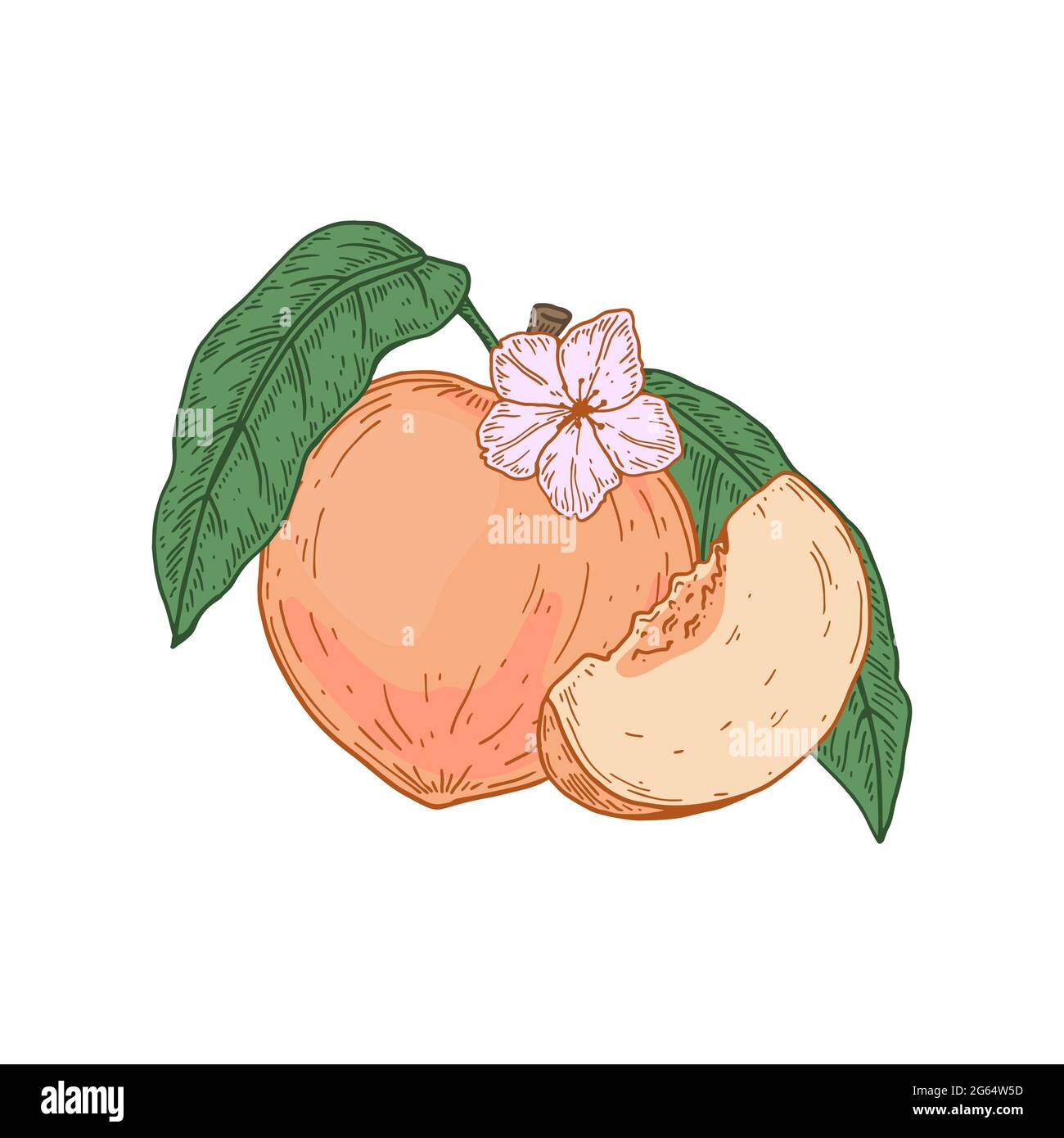 Hand Drawn Whole Peach Fruit And Slice Isolated On White Background Vector Illustration In Sketch Style Design Element For Package Label Poster P Stock Vector Image Art Alamy