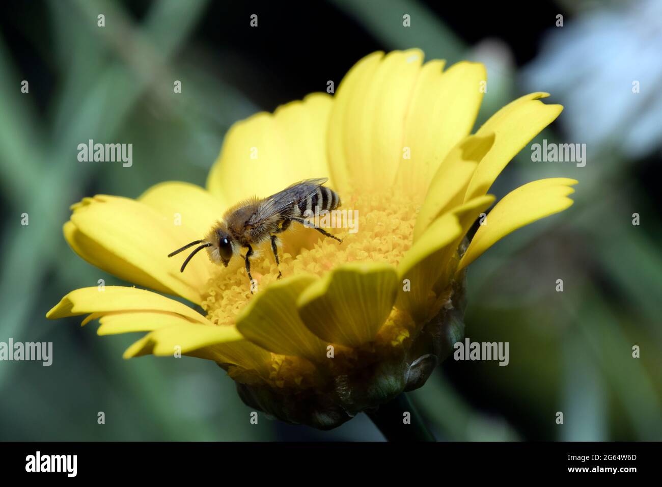Honeybee on a yellow blossom Stock Photo